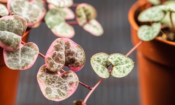 4 mini plantes que l'on a envie d'adopter tout de suite !