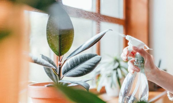 Quelles plantes rafraîchissent le plus votre maison ?