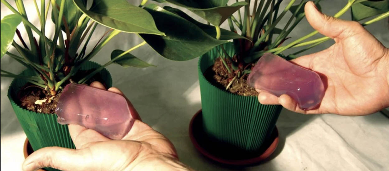 Arrosage plante : Tuto pour fabriquer du gel d'arrosage avec de l'agar agar