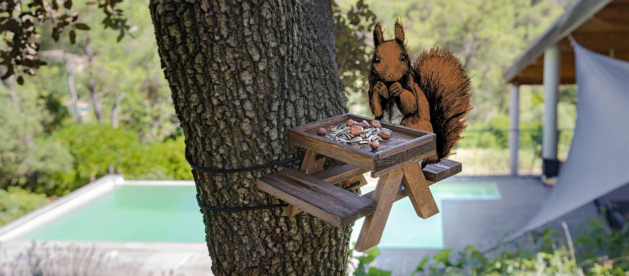 Mangeoire à Oiseaux à l'épreuve des écureuils, mangeoires à Oiseaux à  l'épreuve des écureuils à Suspendre à l'extérieur pour Jardin, Jardin,  pelouse