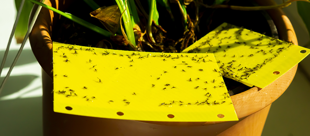 La méthode radicale contre les moucherons : Les nématodes !