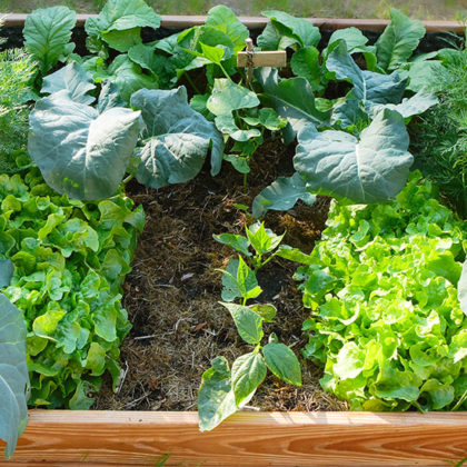 6 conseils pour réussir son carré potager