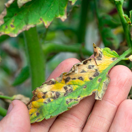 Chaleur et humidité au potager : comment prévenir et traiter le mildiou ?