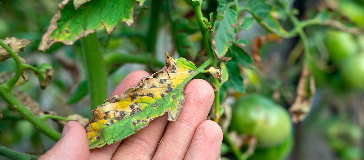 Chaleur et humidité au potager : comment prévenir et traiter le mildiou ?