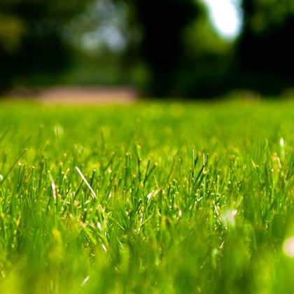 Comment se débarrasser des aoûtats dans son jardin et éviter les piqûres ?