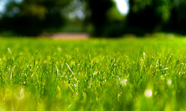 Comment se débarrasser des aoûtats dans son jardin et éviter les piqûres ?