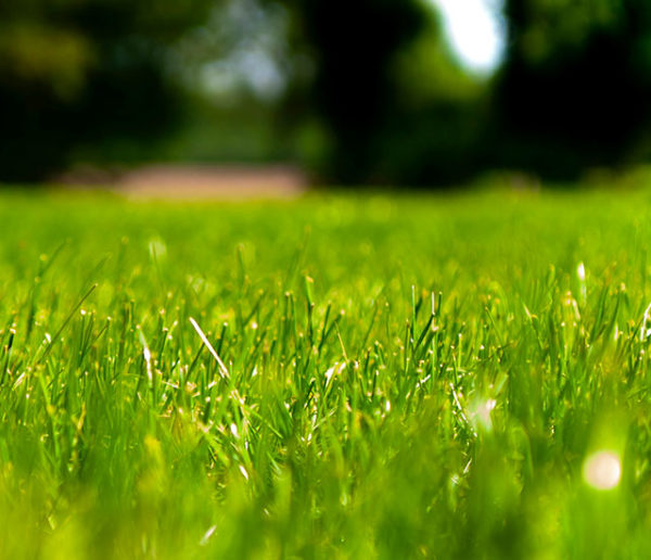 Comment se débarrasser des aoûtats dans son jardin et éviter les piqûres ?