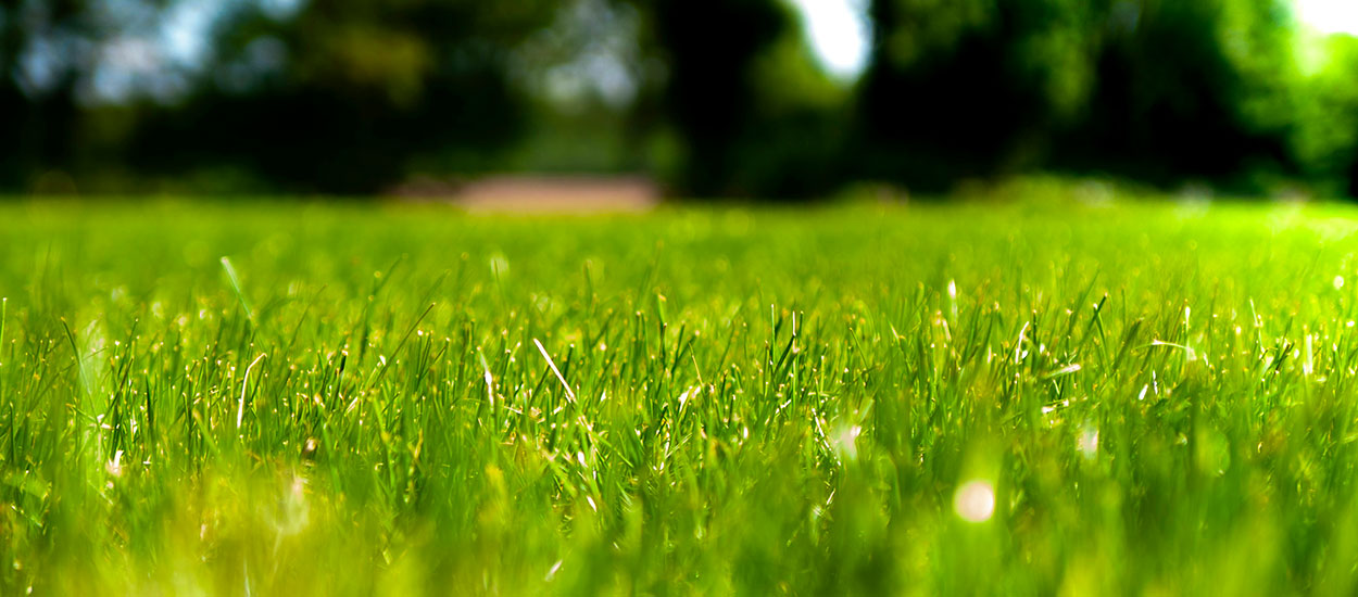 Comment se débarrasser des aoûtats dans son jardin et éviter les piqûres ?