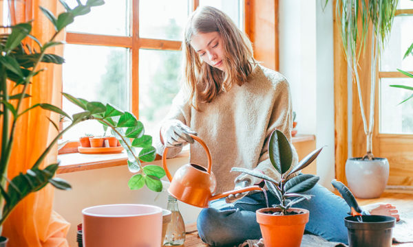 5 plantes d'intérieur faciles à entretenir en automne