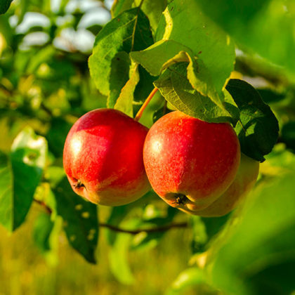 Comment prendre soin de ses arbres fruitiers à la fin de l'été ?