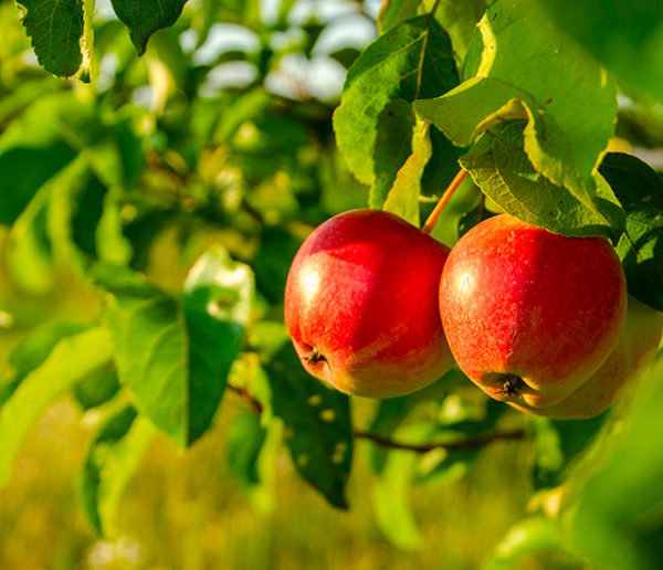 cultiver-son-potager