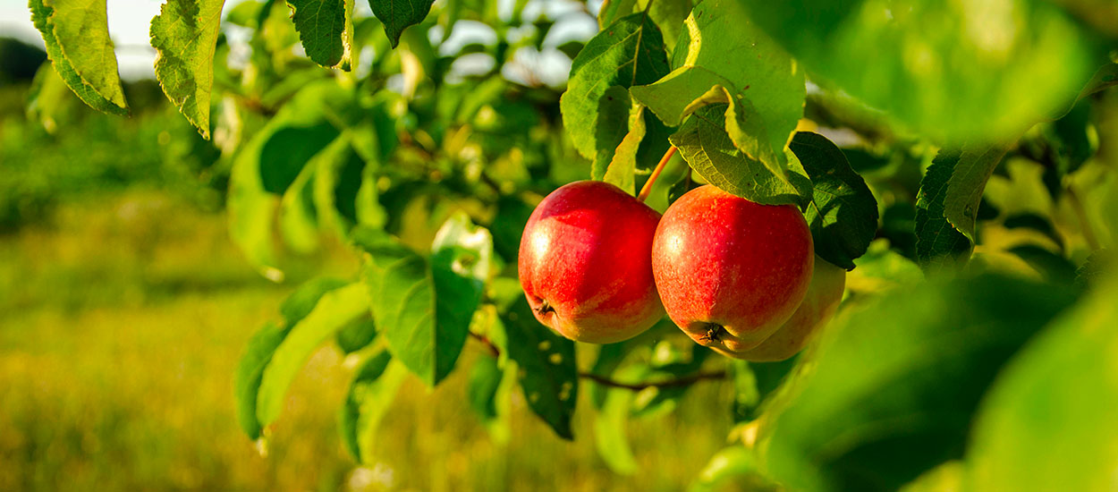 Comment prendre soin de ses arbres fruitiers à la fin de l'été ?