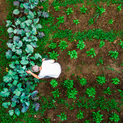 Jardinage éco-responsable : Créez un potager bio et durable chez vous