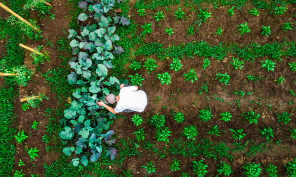 Jardinage éco-responsable : Créez un potager bio et durable chez vous