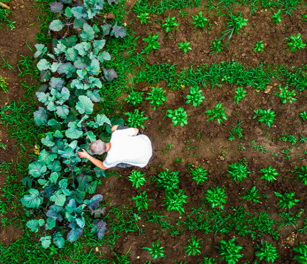 Potager et Permaculture