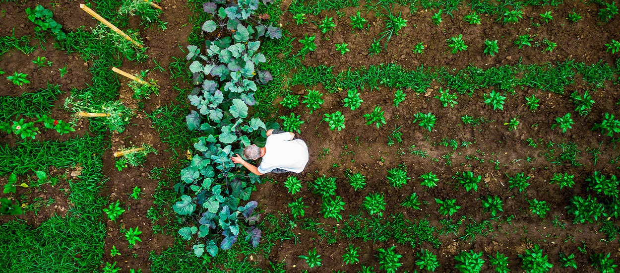 Jardinage éco-responsable : Créez un potager bio et durable chez vous