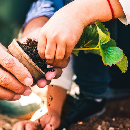 Pourquoi faut-il planter les fraisiers en septembre ? (et comment les protéger du froid)