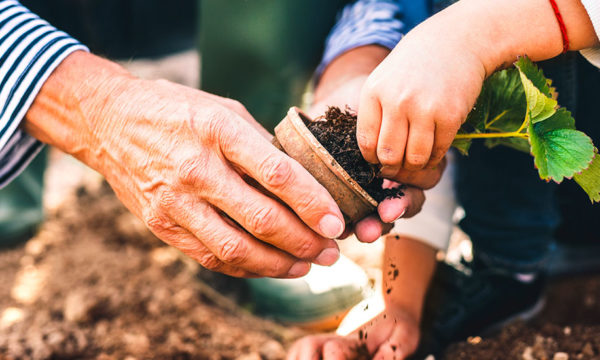 Pourquoi faut-il planter les fraisiers en septembre ? (et comment les protéger du froid)