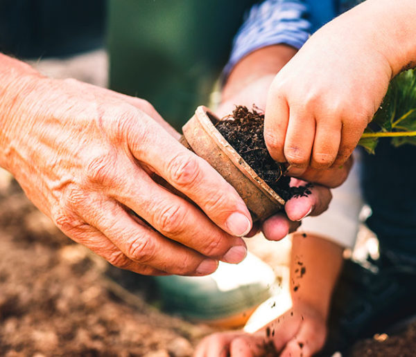 Pourquoi faut-il planter les fraisiers en septembre ? (et comment les protéger du froid)