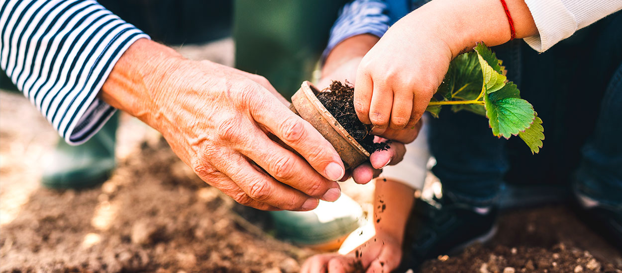 Pourquoi faut-il planter les fraisiers en septembre ? (et comment les protéger du froid)