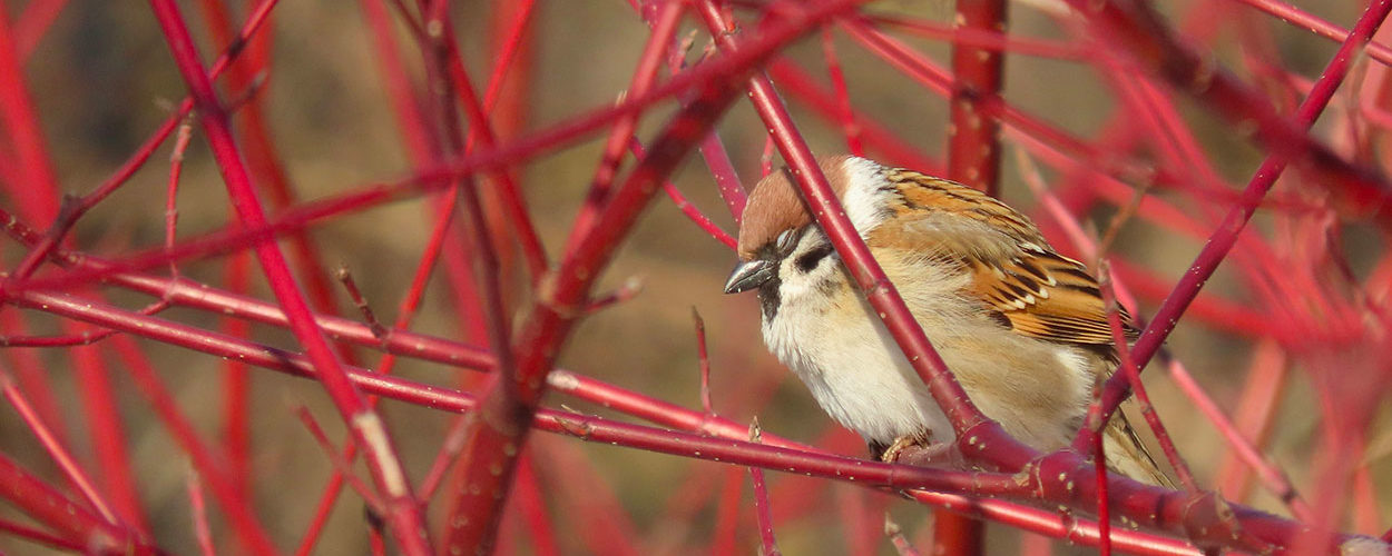 Ces arbustes à planter en automne pour un jardin coloré en hiver