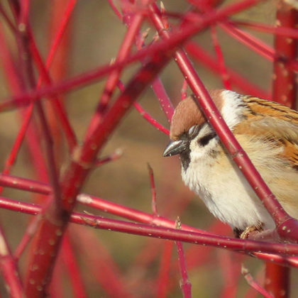 Ces arbustes à planter en automne pour un jardin coloré en hiver