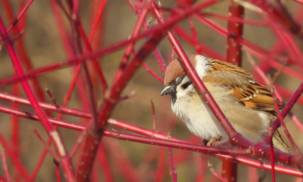 Ces arbustes à planter en automne pour un jardin coloré en hiver