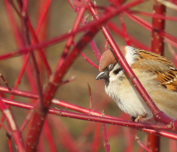 comment profiter de son jardin