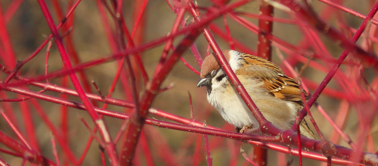 Ces arbustes à planter en automne pour un jardin coloré en hiver