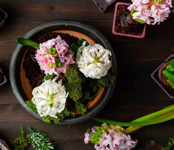 Comment forcer la floraison d'une jacinthe ?