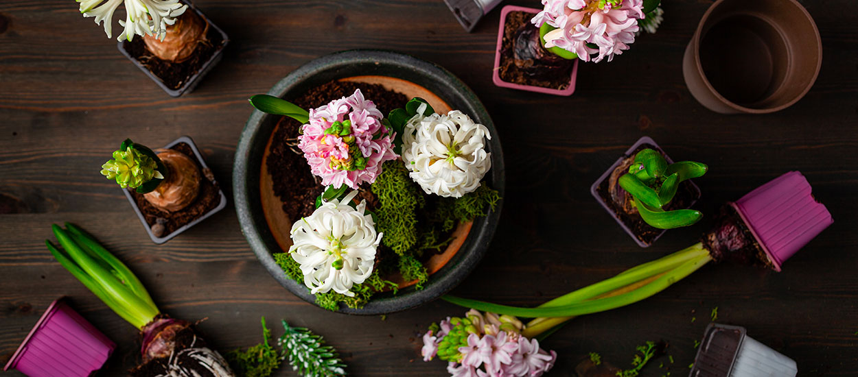 Comment forcer la floraison d'une jacinthe ?