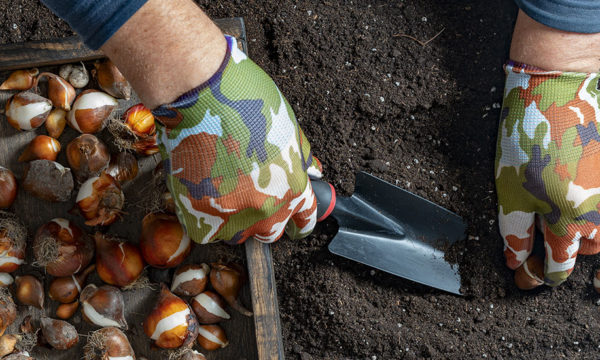 C'est le moment de planter les bulbes pour un jardin fleuri au printemps !