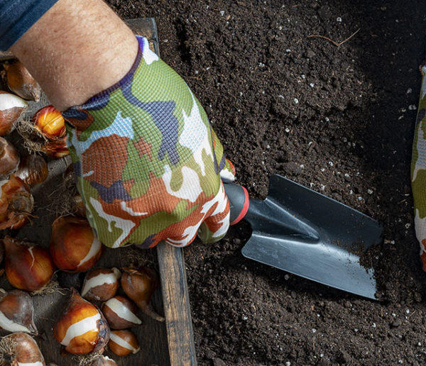 Potager et Permaculture