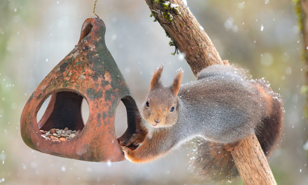 Hiver : Comment protéger du froid les animaux de son jardin ?