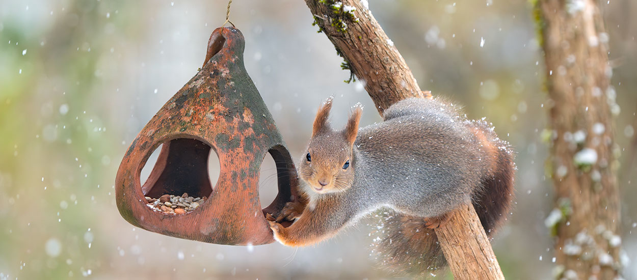 Hiver : Comment protéger du froid les animaux de son jardin ?