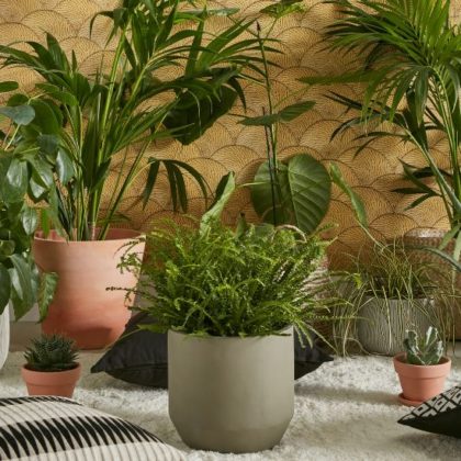 5 erreurs à éviter pour que vos plantes d'intérieur ne meurent pas cet hiver !