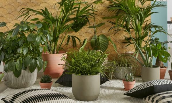 5 erreurs à éviter pour que vos plantes d'intérieur ne meurent pas cet hiver !