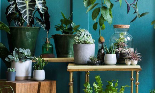 Jardinage d'intérieur en hiver : Comment créer une oasis verte chez soi ?